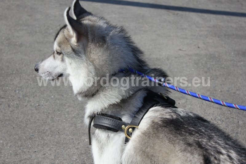 Harnais universel pour Husky Harnais cuir résistant