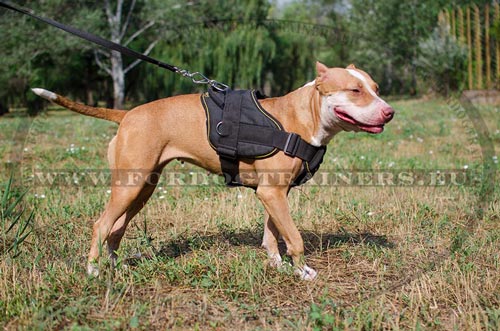 Verstellbares Nylon Geschirr fr Pitbull