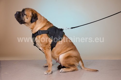 Harnais d'entraînement en
              polyester pour Bullmastiff