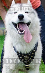 Studded Harness for Husky