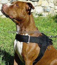 Resistant nylon harness for imposing Pitbull