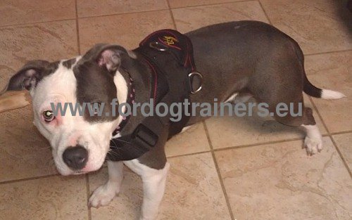 Pitbull nylon harness easily adjustable with strong
hardware