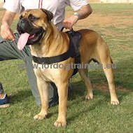 Harnais impermable pour besoins
quotidiens pour Bullmastiff