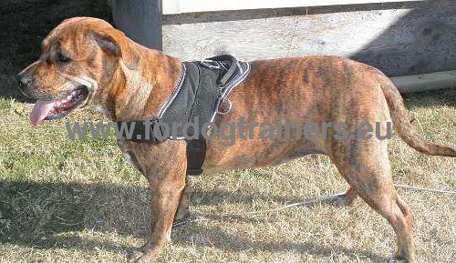 Robustes Nylon Geschirr Pitbull