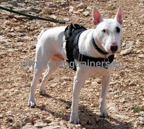 Harnais pour Bull Terrier Toutes les Conditions
Mtorologiques