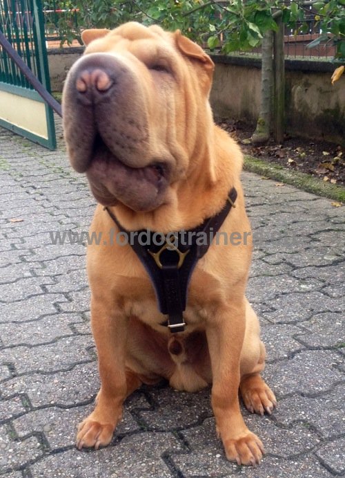 Leather Harness for Shar-pei