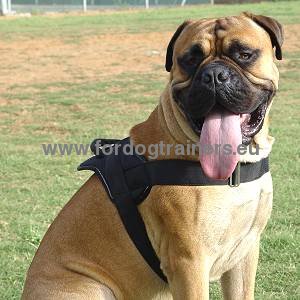 Super strong nylon dog harness for Bullmastiff