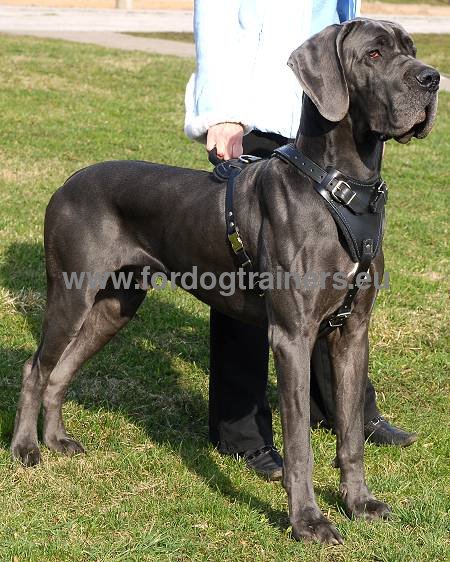 Agitation Harness for German Mastiff