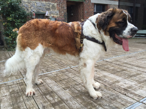 Harnais large pour chien de sauvetage