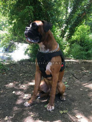 Nylongeschirr fr Boxer mit Griff