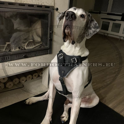 Leather Dog Harness for Large Dogs Great Dane