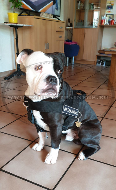 Harness for American Bulldog Nylon