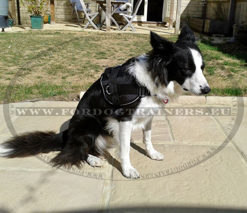Dog Harness with a Handle for Collie