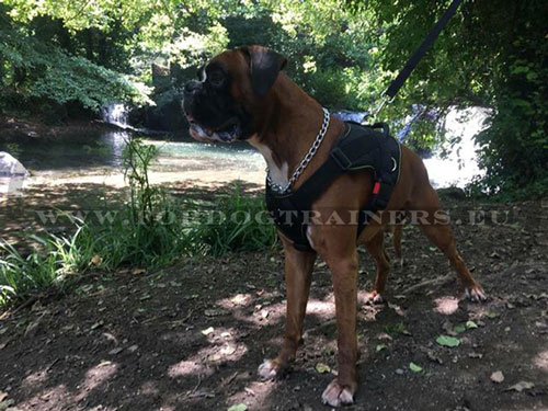 Boxer Wearing Nylon Dog Harness