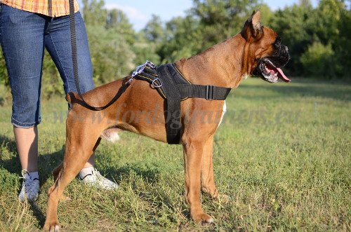 Boxer
Dog Harness Pulling and Tracking