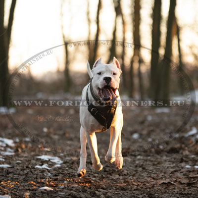 Harness with Felt Padding for Dog