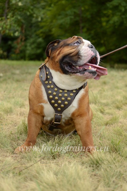 Leather Bulldog Harness