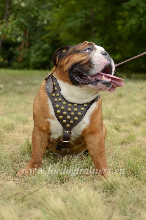 Leder Geschirr fr Englische Bulldogge