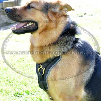Leather Dog Tracking Harness
