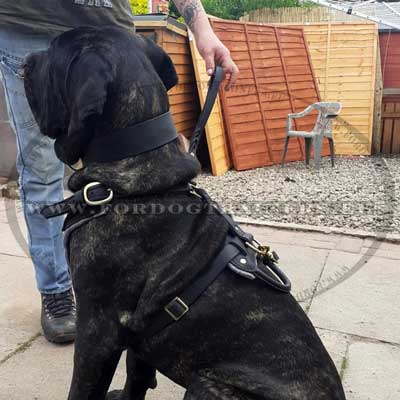 Leather Dog Training Harness for Cane Corso