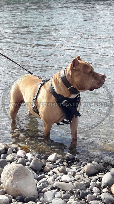 Leather Dog Harness for Pitbull Agitation