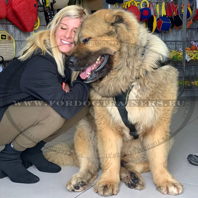 Tibetan Mastiff Harness with Quick Release