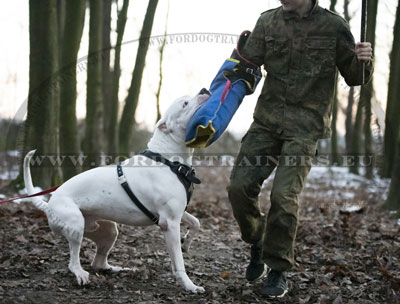 Dog Harness with Adjustable Leather Straps