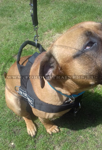 Molosser Dog Training Harness