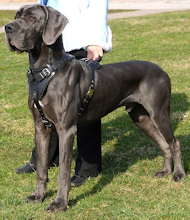 Leather harness for attack and protection for Great Dane