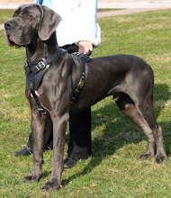 Agitation Great Dane agitation harness in genuine eleather