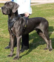 Great Dane agitation
harness in genuine eleather