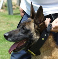 Perro del collar de cuero de formacin con el mango de Malinois