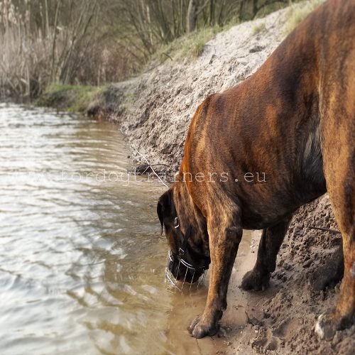 Super Mand Muilkorf voor Grote Honden