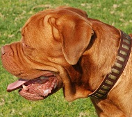 Dogue de Bordeaux Prachtige Brede Halsband met Koperen Platen