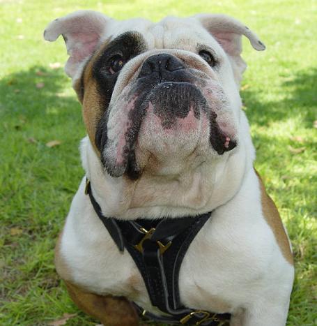 English Bulldog Luxury Handcrafted Leather Harness H3 - Click Image to Close