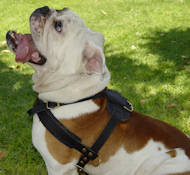 English Bulldog Tracking /Pulling/Walking Leather Dog Harness