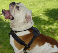 Engelse Bulldog Opsporing/Trekken/Wandelingen Lederen Tuig