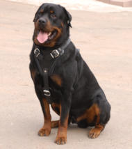 Pettorina universale in cuoio per Rottweiler