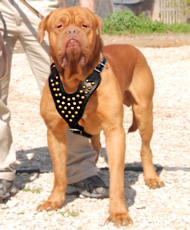 Pettorina in cuoio con borchie di ottone per Dogue De Bordeaux