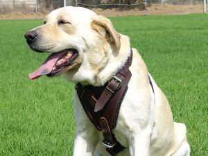 Protection/Attack Leather Dog Harness H1for Labrador - Click Image to Close
