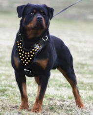 Pettorina in cuoio con borchie di ottone per Rottweiler