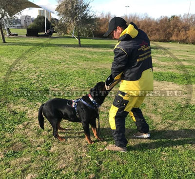  Hunde
Geschirr gepolstert