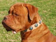 Hundehalband fur Bordeauxdog