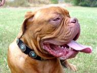 Dogue de Bordeaux Leather Dog Collar with Blue Stones