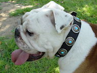Decorated
Dog Collar for Bulldog English Bulldog Collar with Blue Stones