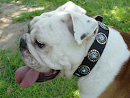 Englische Bulldogge Hundehalsband aus Leder mit blauen Steinen