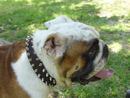 Spikes Halsband Leder fr Bulldogge