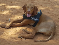 Dog Training Harness for Hungarian Vizsla