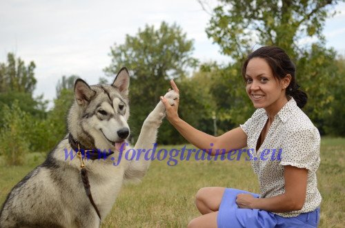 Husky Basic Obedience Training