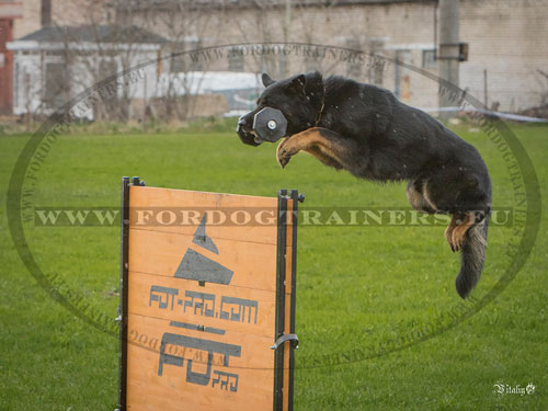 IPO Dog Training Fence